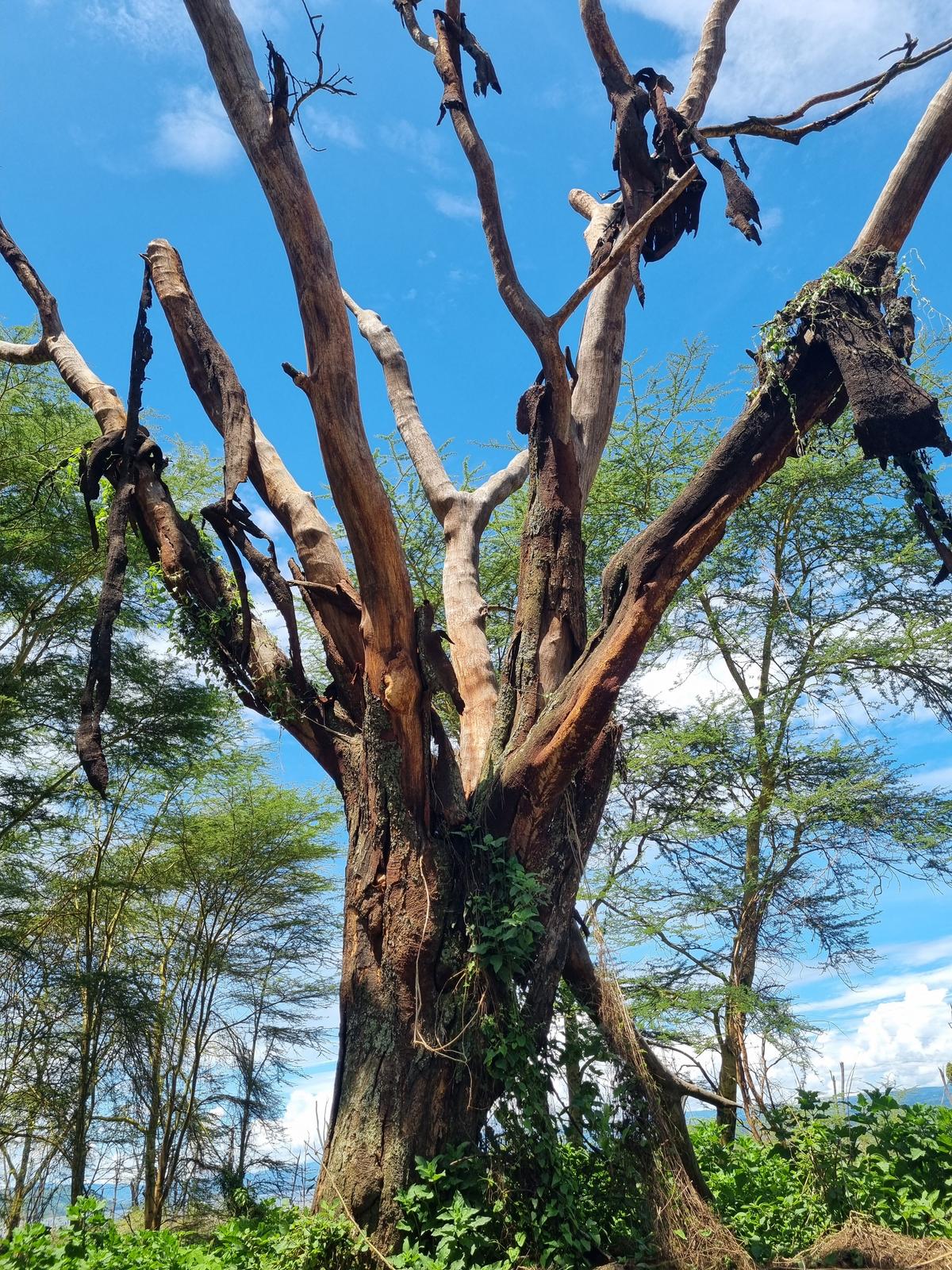 Lake Nakuru National Park18