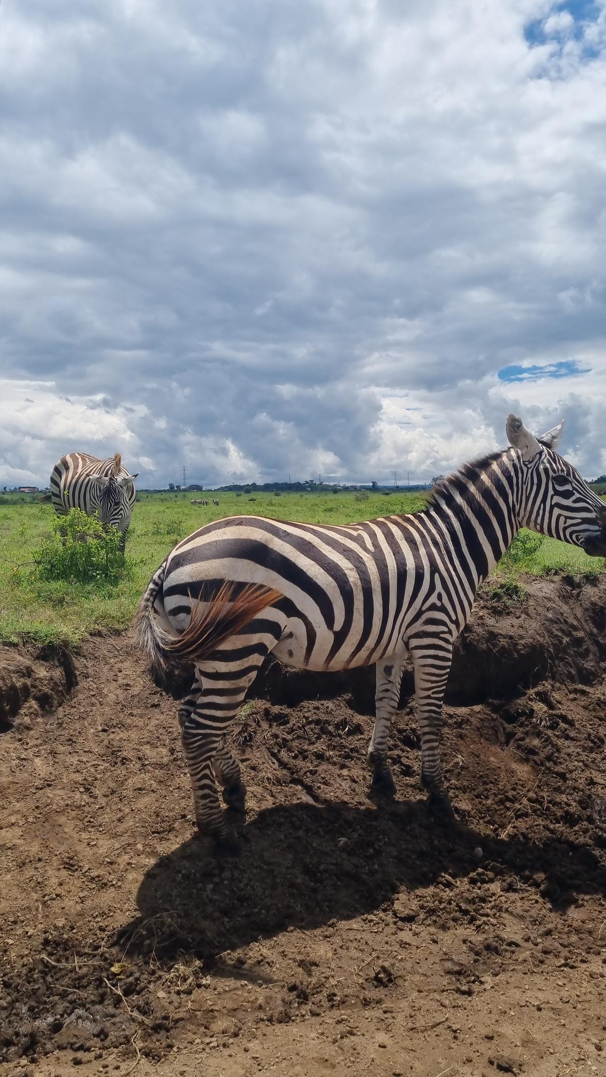 Lake Nakuru National Park20