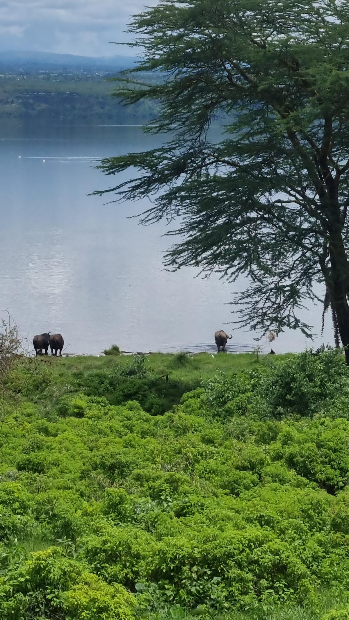 Lake Nakuru National Park23