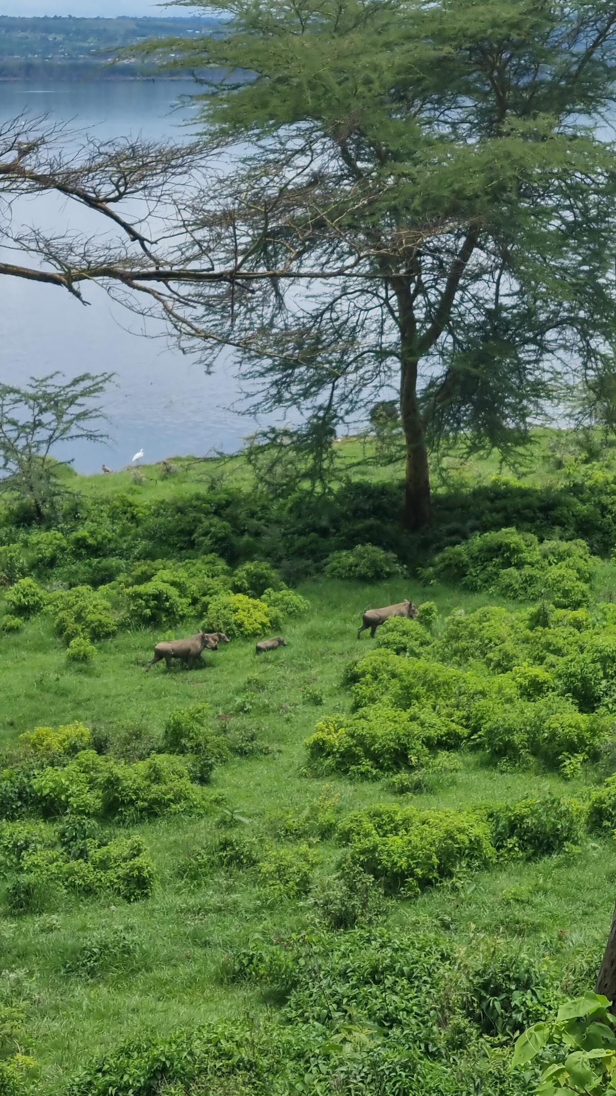 Lake Nakuru National Park24