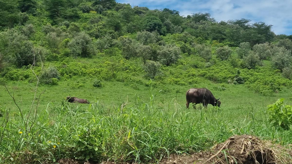 Lake Nakuru National Park4