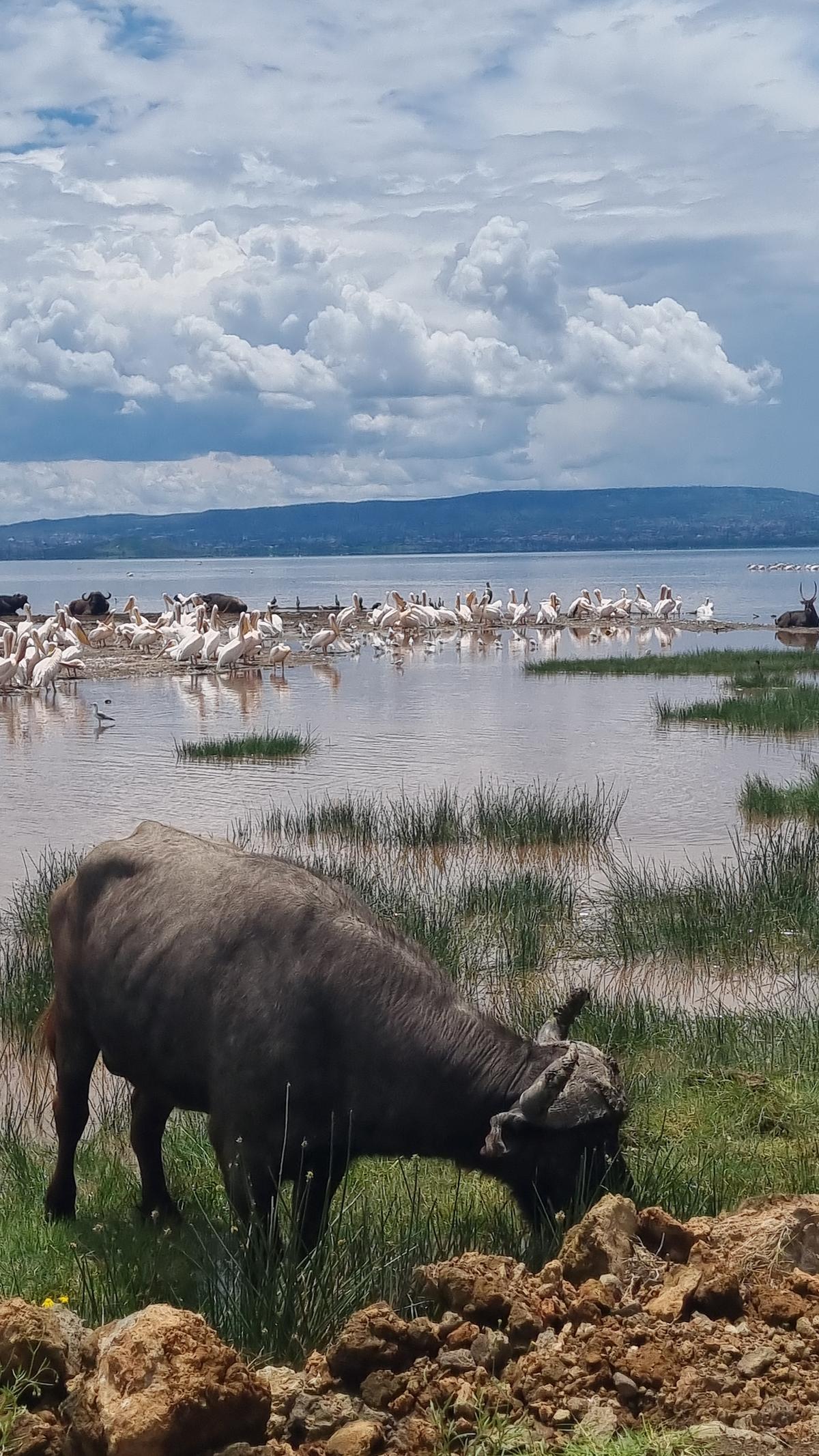 Lake Nakuru National Park3