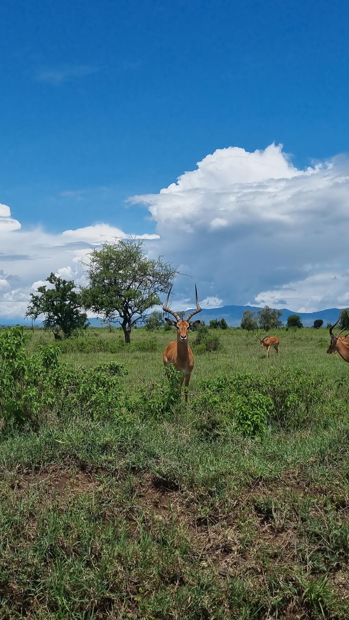 Lake Nakuru National Park7