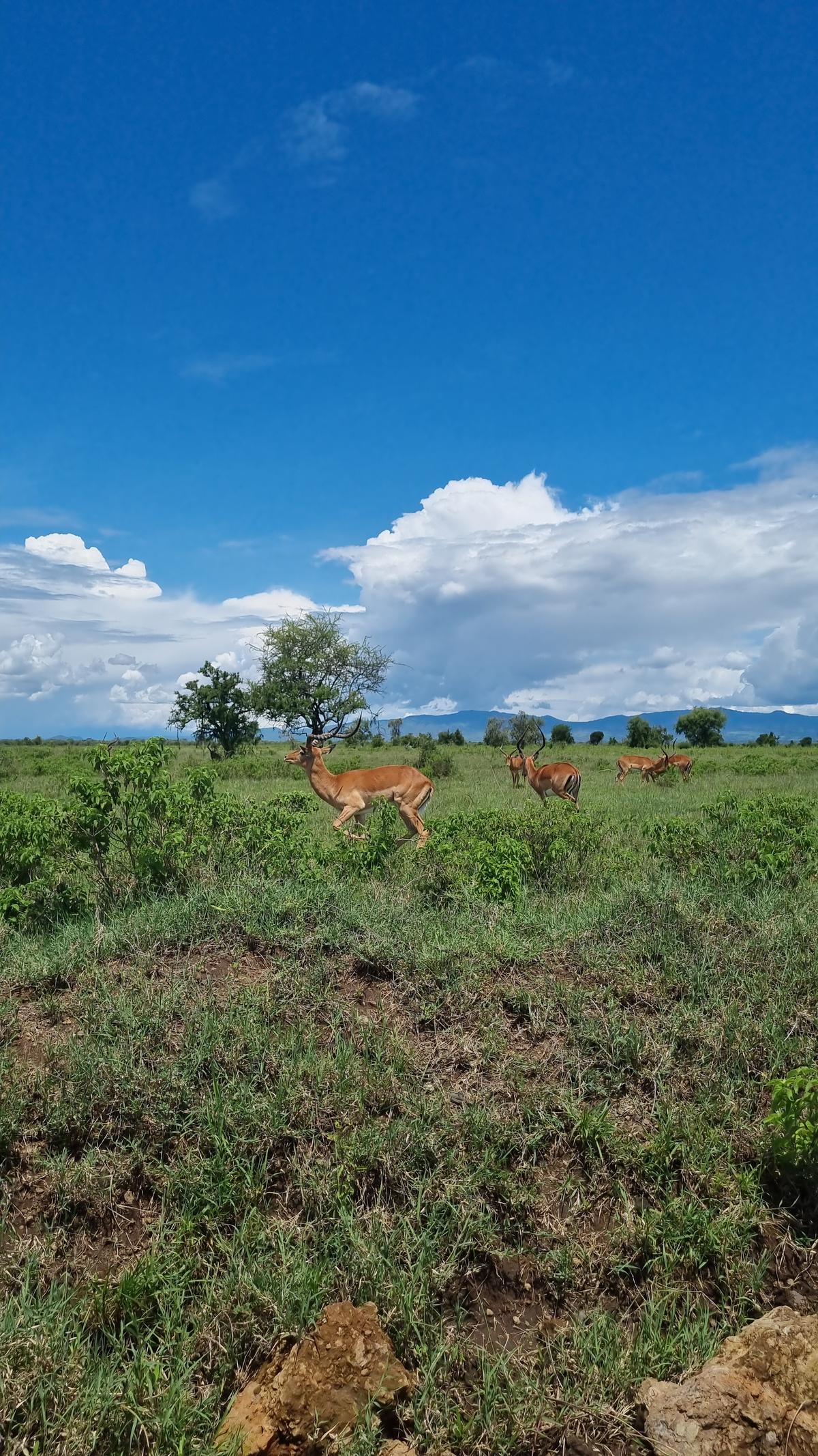 Lake Nakuru National Park8