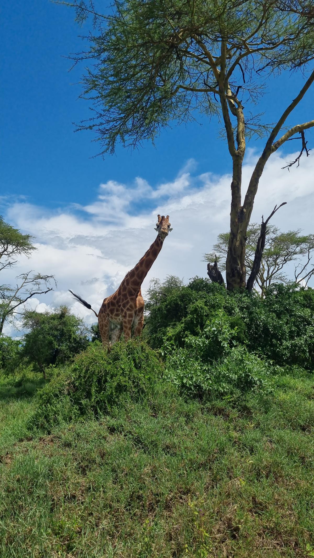 Lake Nakuru National Park11