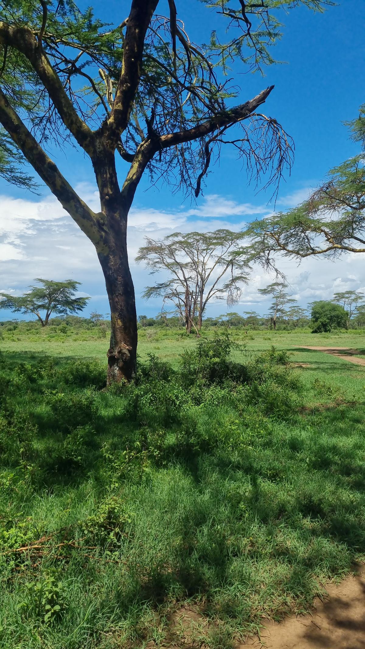 Lake Nakuru National Park12