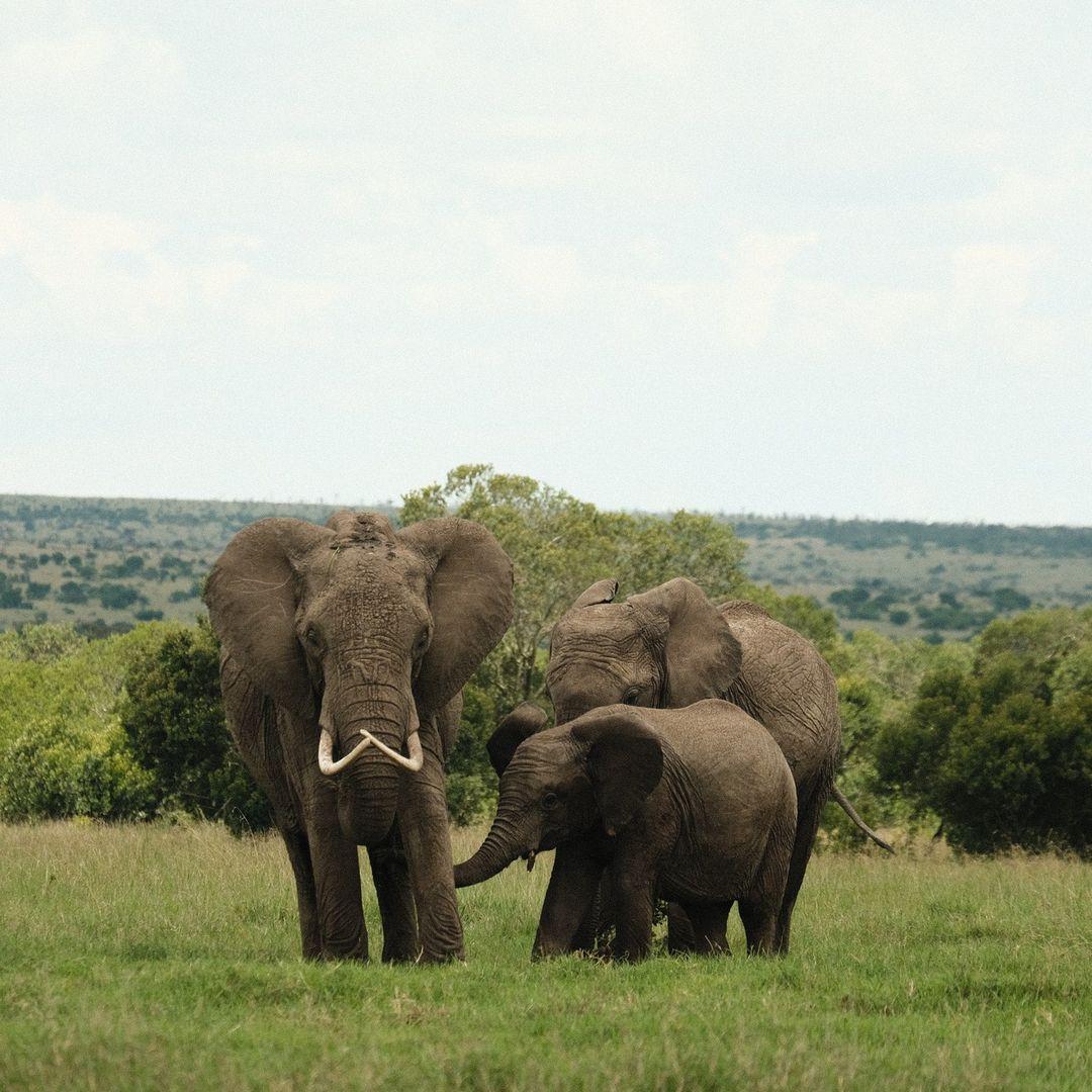 Ol Pejeta Conservancy0