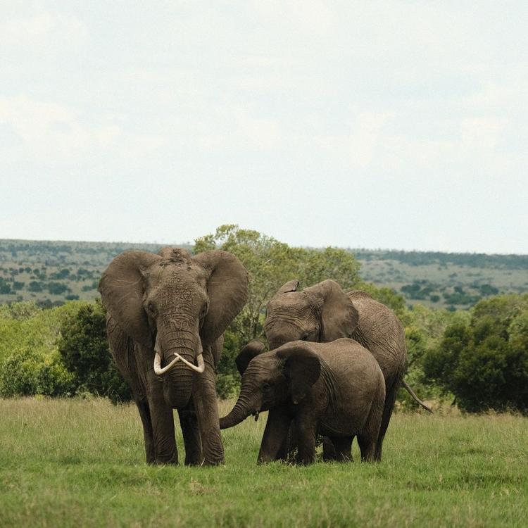 Ol Pejeta Conservancy